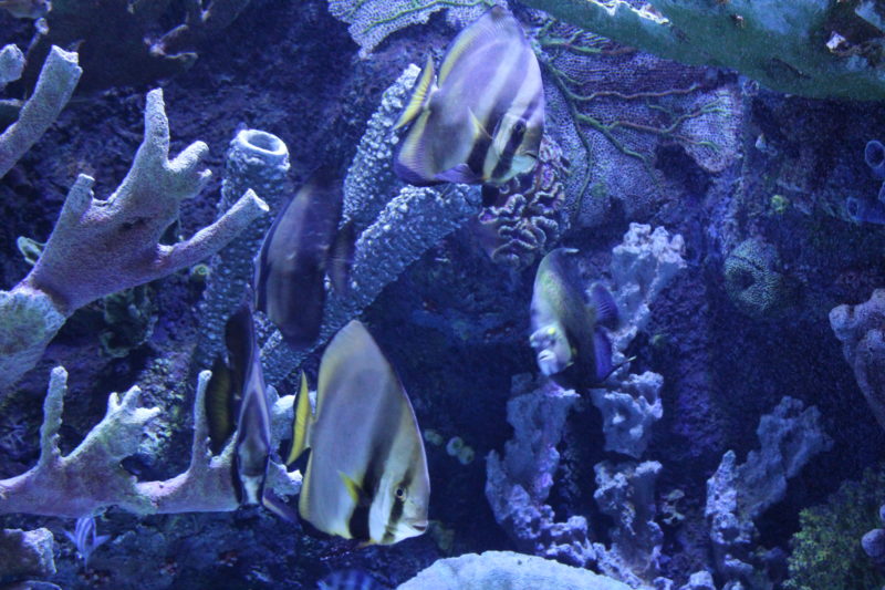 Antalya aquarium